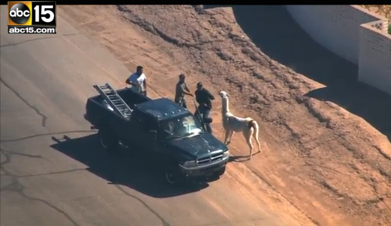 Illustration for article titled Loose Llama Lassoed From A Moving Pickup Truck, Already An Ad